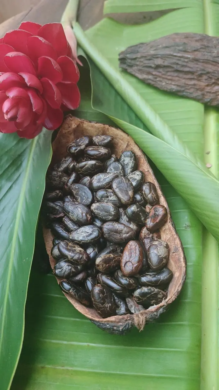 Cacao Ceremonial · Sierra Nevada de Santa Marta