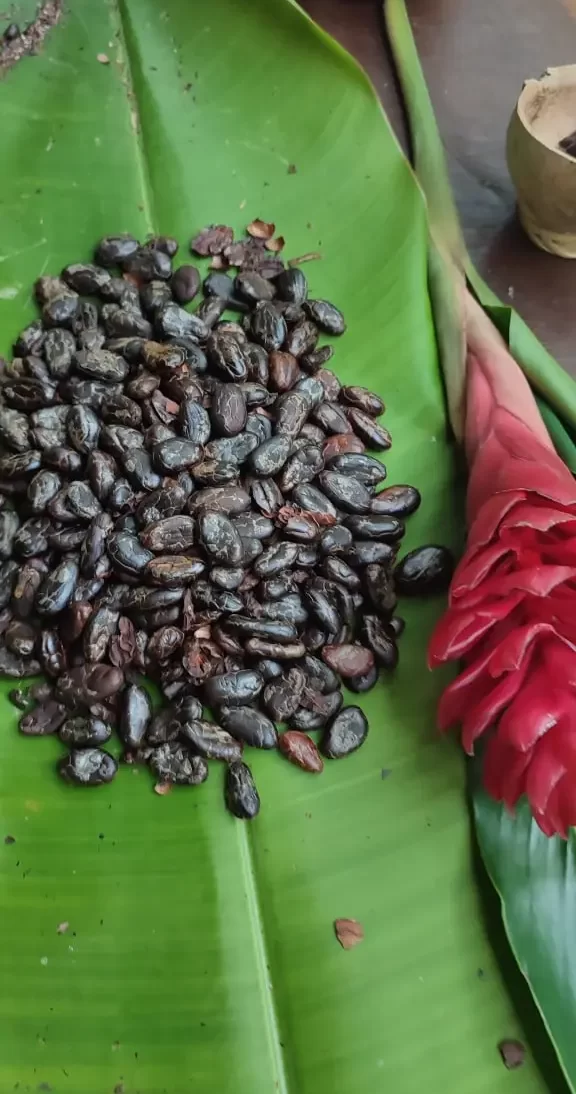 Nibs de Cacao · Sierra Nevada de Santa Marta