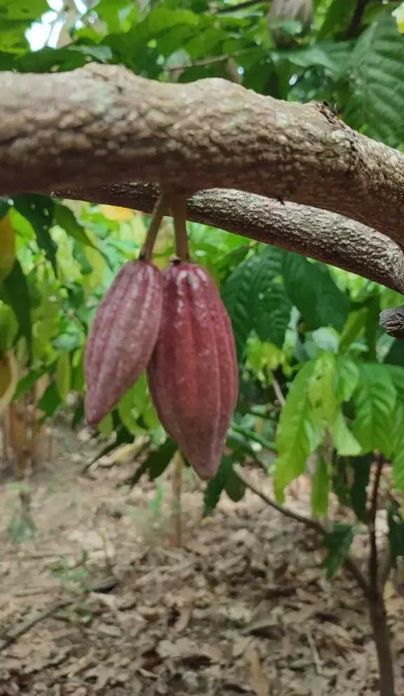 Semillas de Cacao Crudas · Sin Tostar · Sierra Nevada de Santa Marta